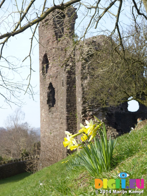 FZ003624 Daffodils by Abergavenny castle